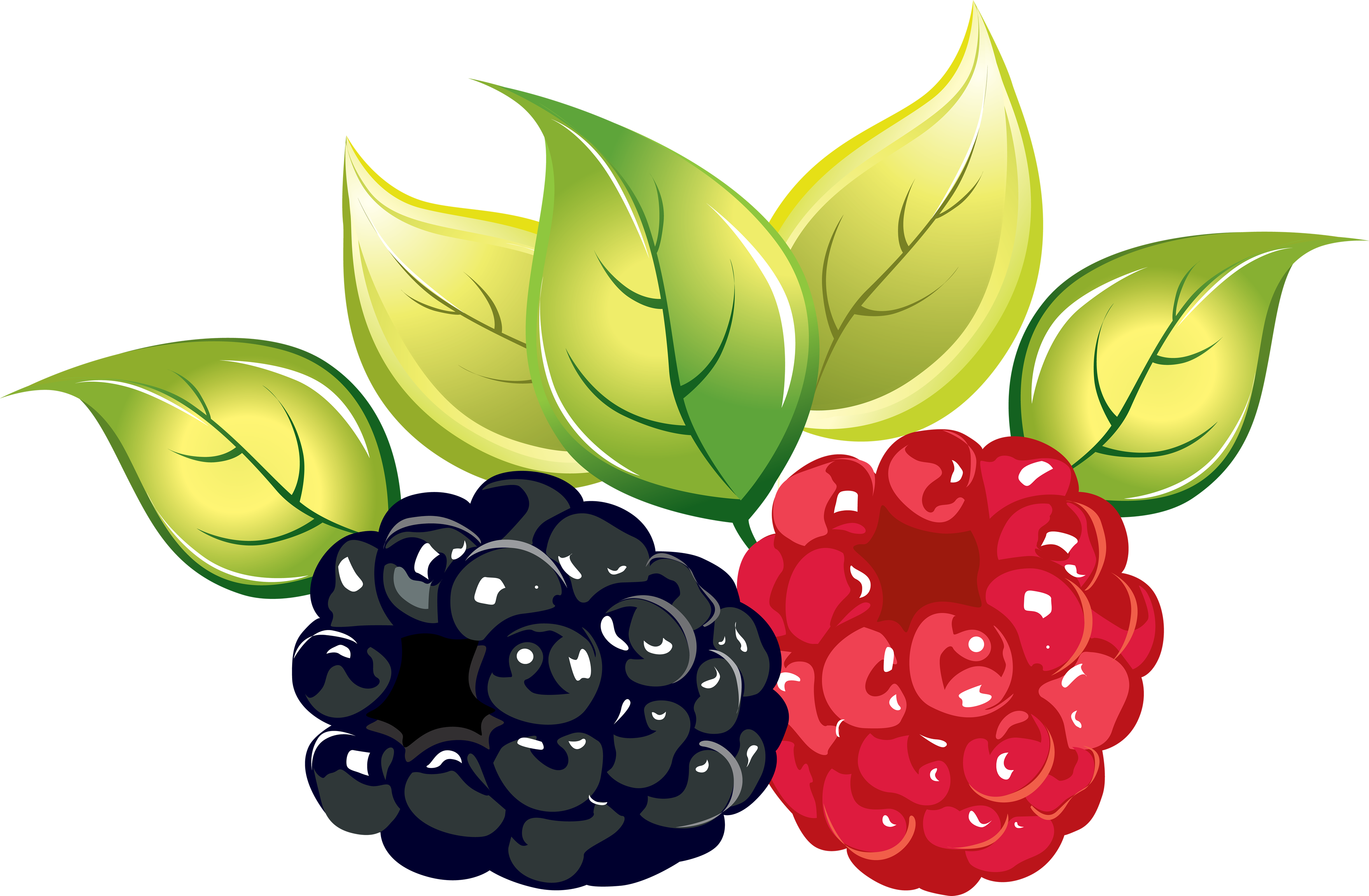 Rasberry Clipart PNG Image