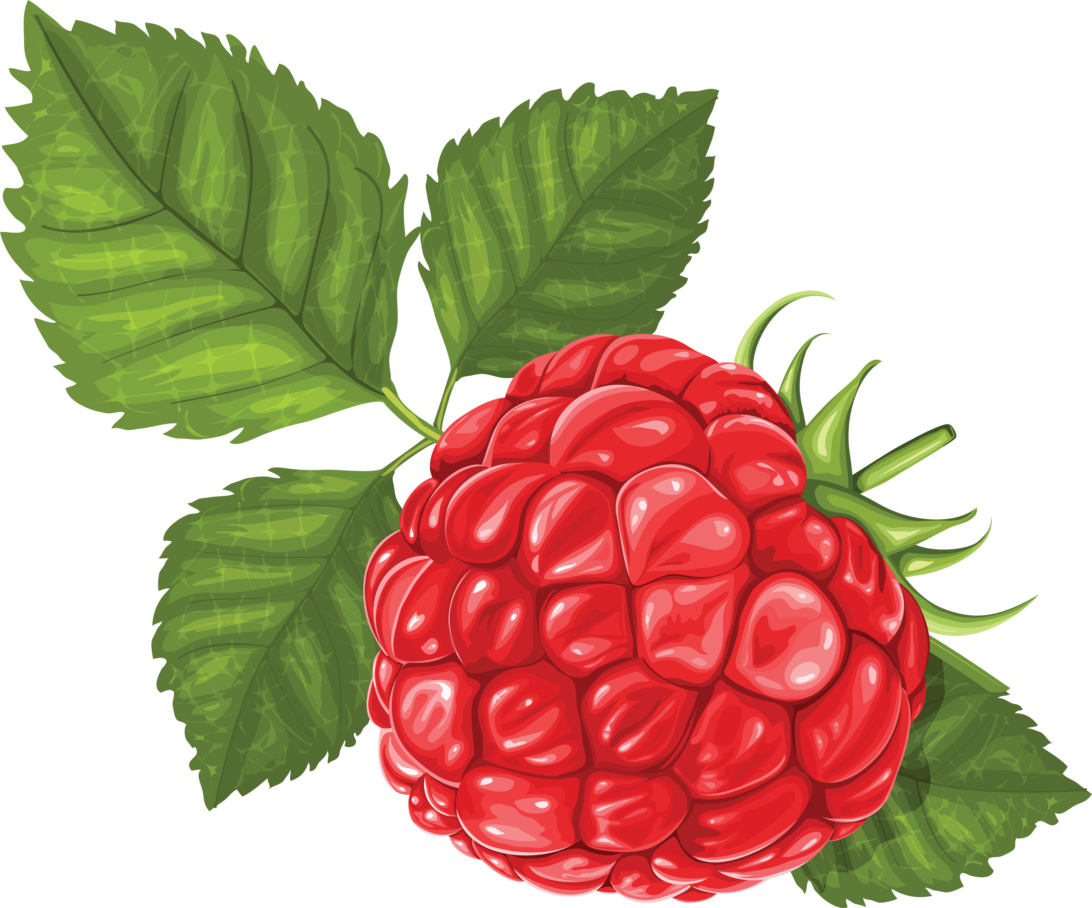 Rasberry Drawing PNG Image