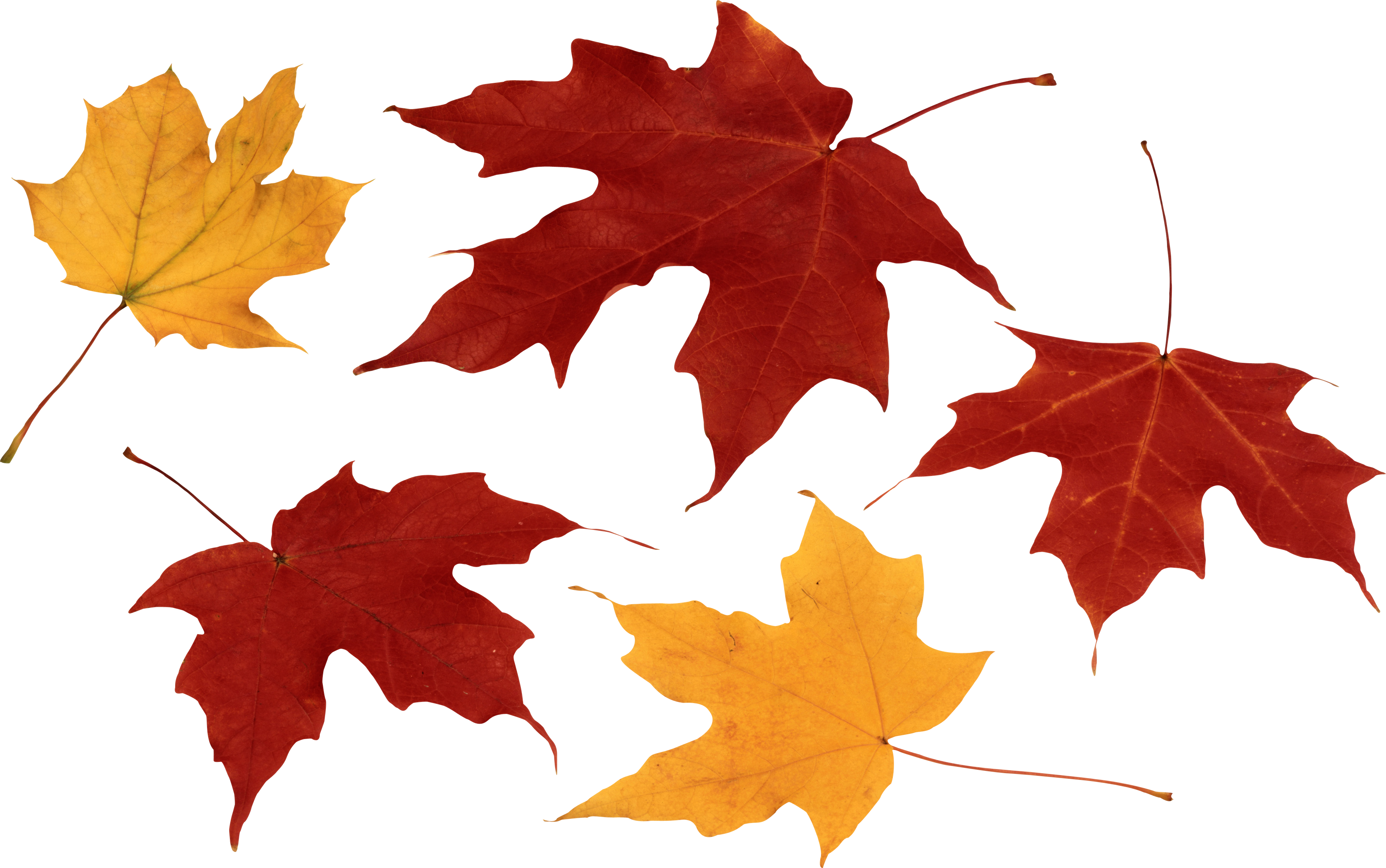 Red Autumn Leaf PNG Image