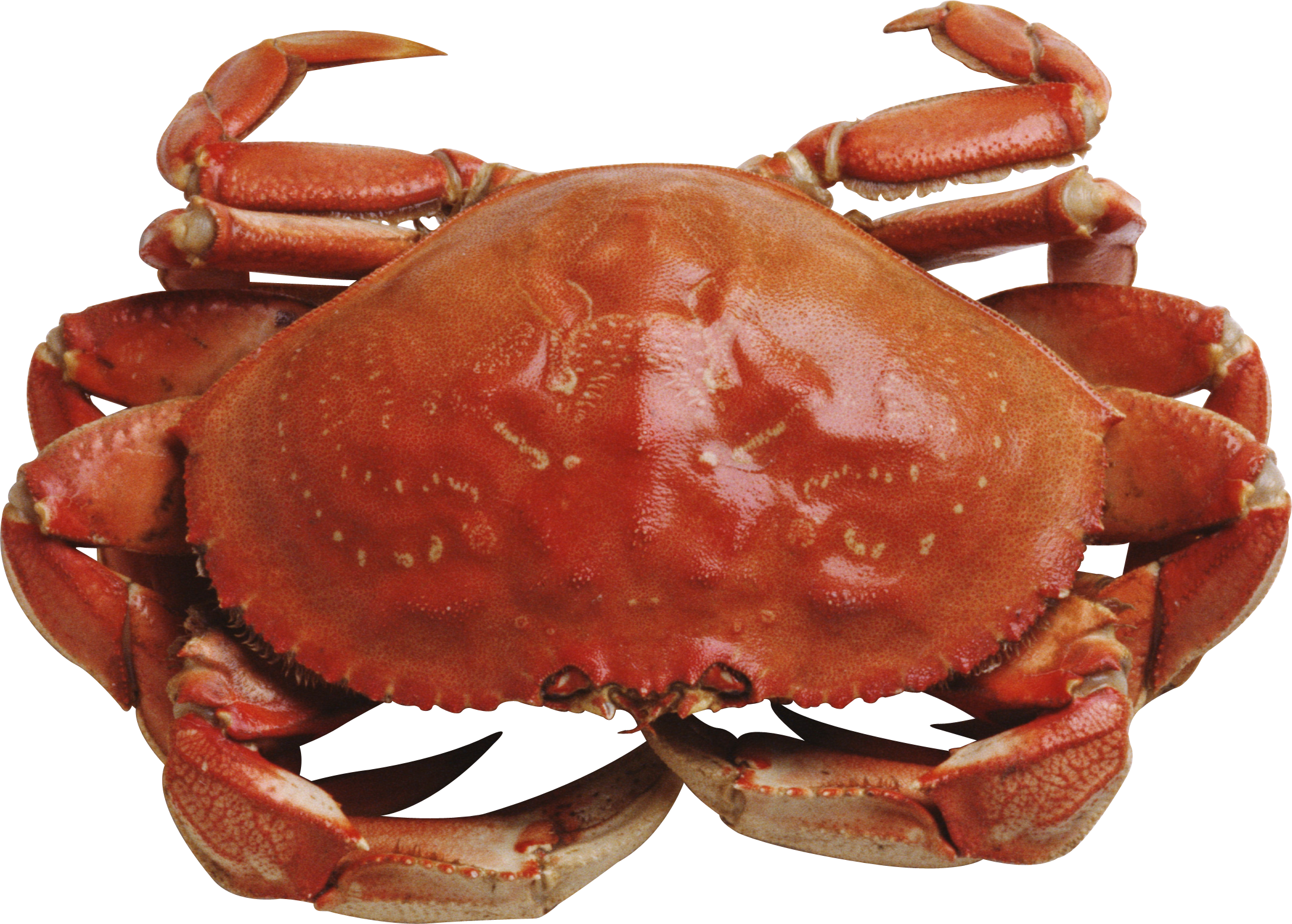 Red Crab Standing PNG Image