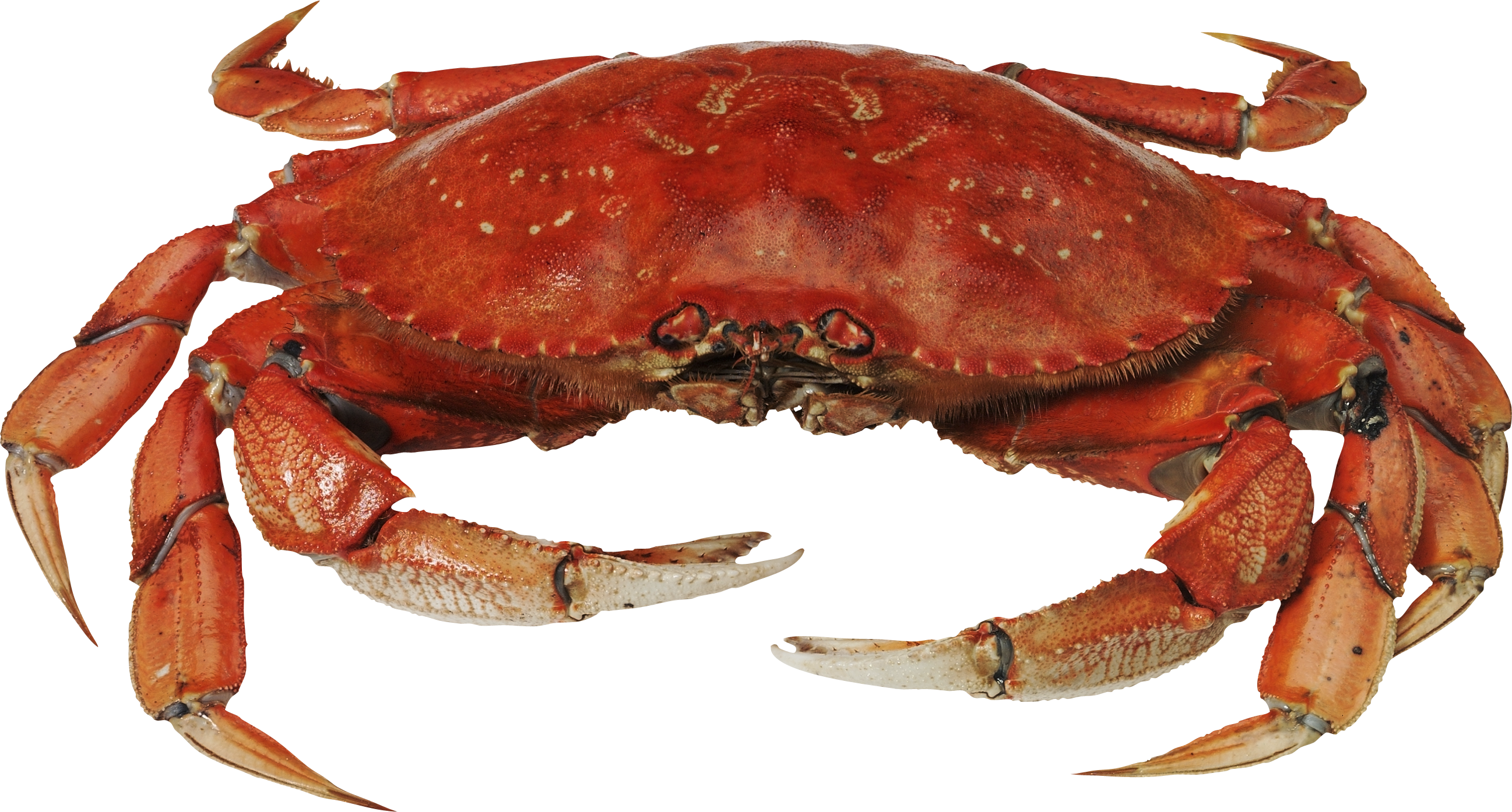 Red Crab Standing PNG Image