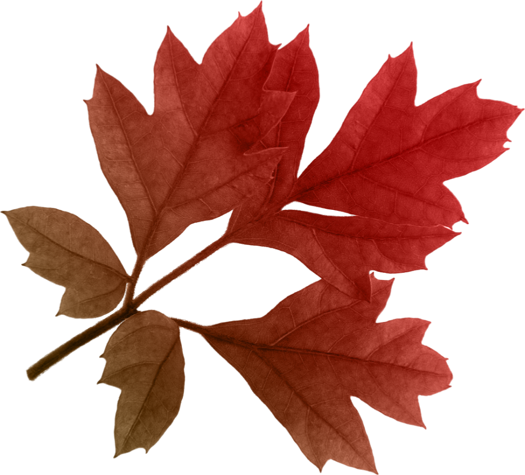 Red Leaf PNG Image