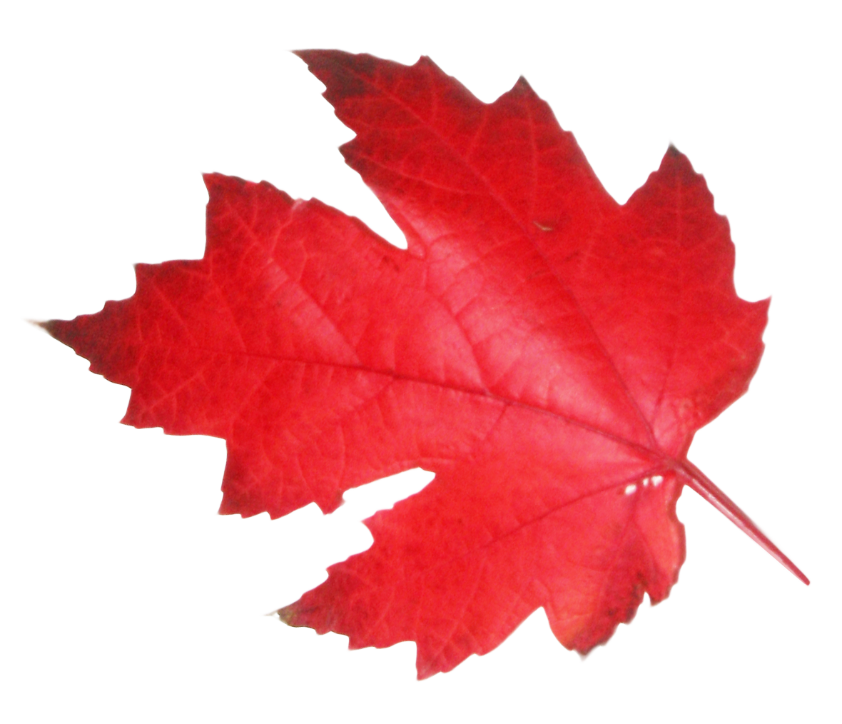 red leaf