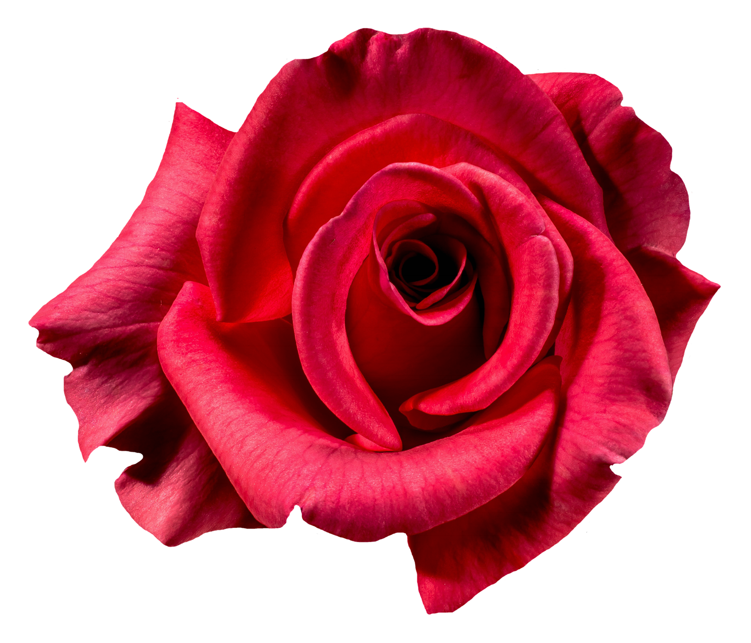 Red Rose Flower Top View PNG Image