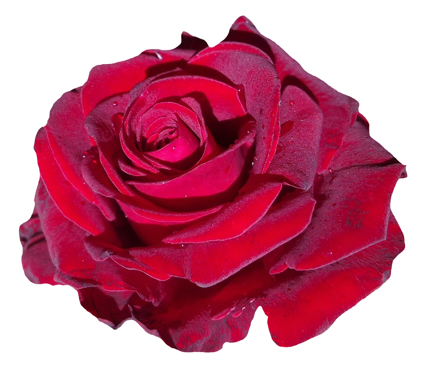 Red Rose Flower PNG Image