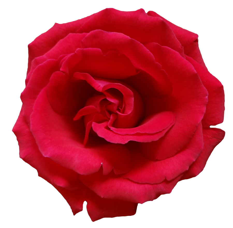 Red Rose PNG Image