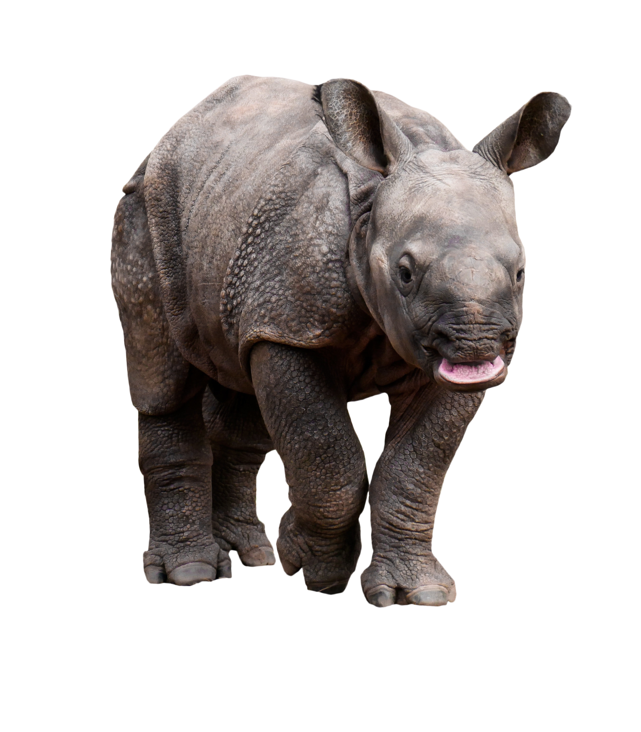 Retarded Rhino