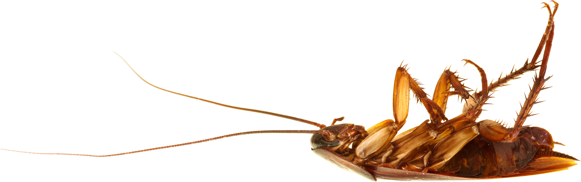 Roach PNG Image
