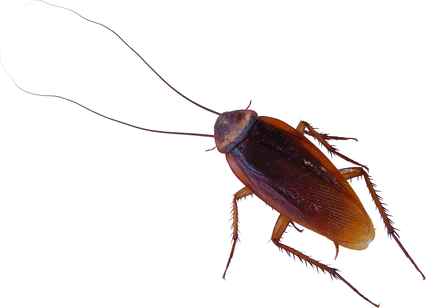 Roach PNG Image