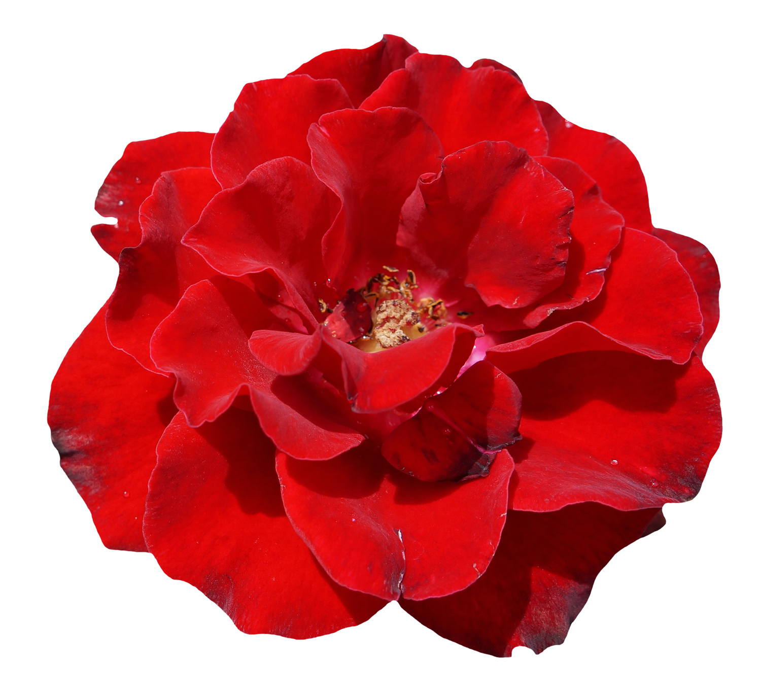 Rose Flower PNG Image