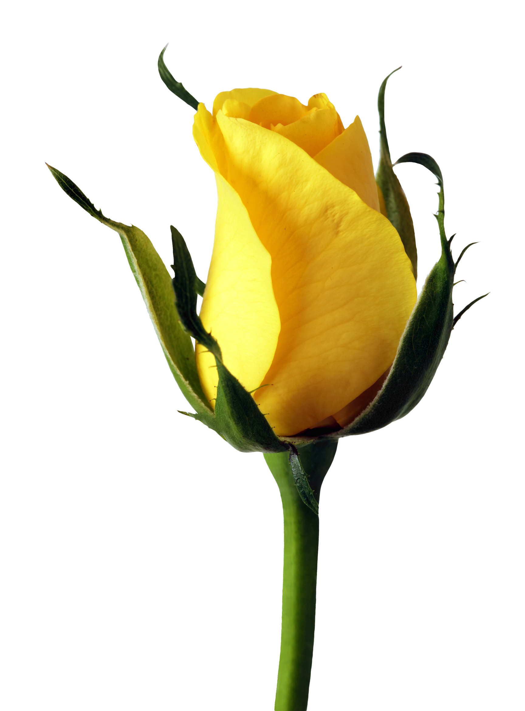 Rose PNG Image - PurePNG | Free transparent CC0 PNG Image Library