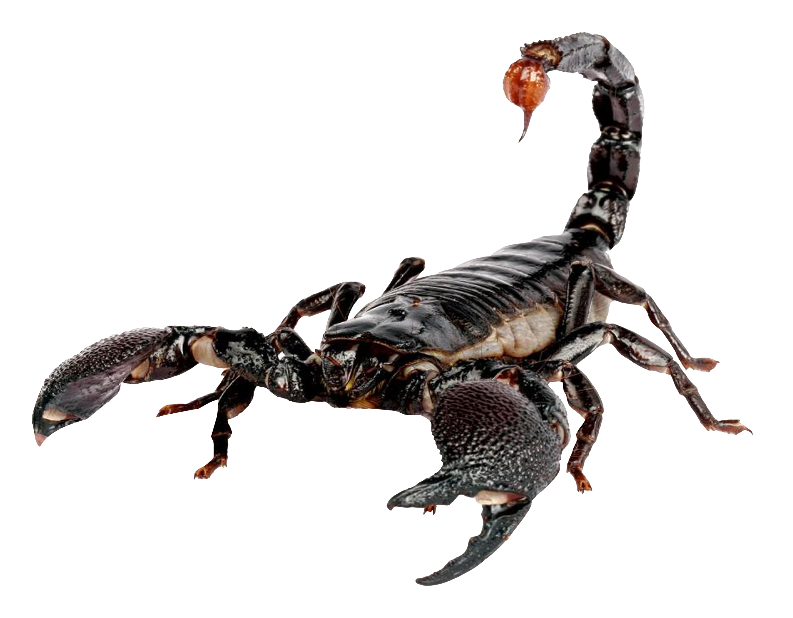 Scorpion PNG Image