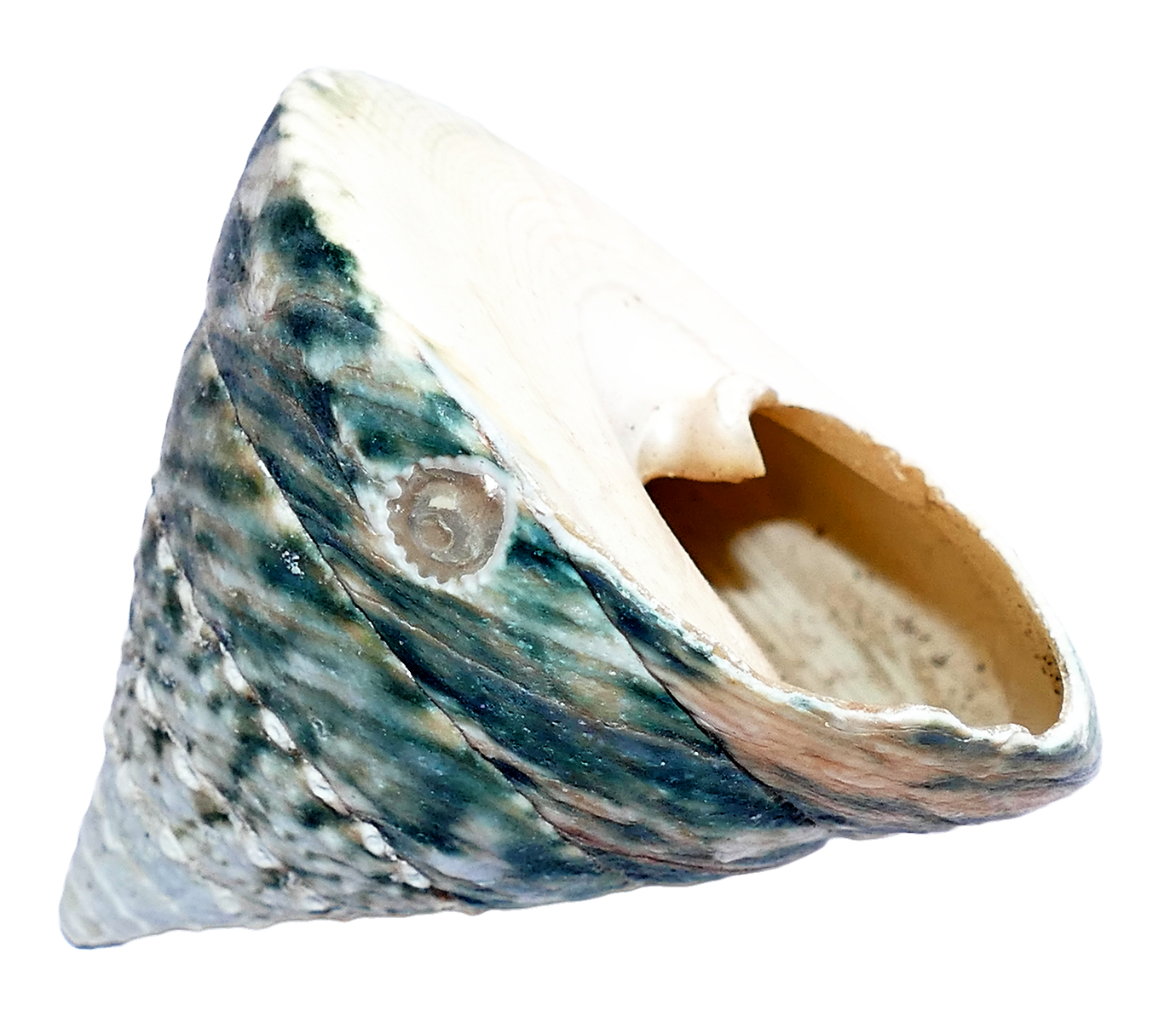 Sea Ocean Shell PNG Image