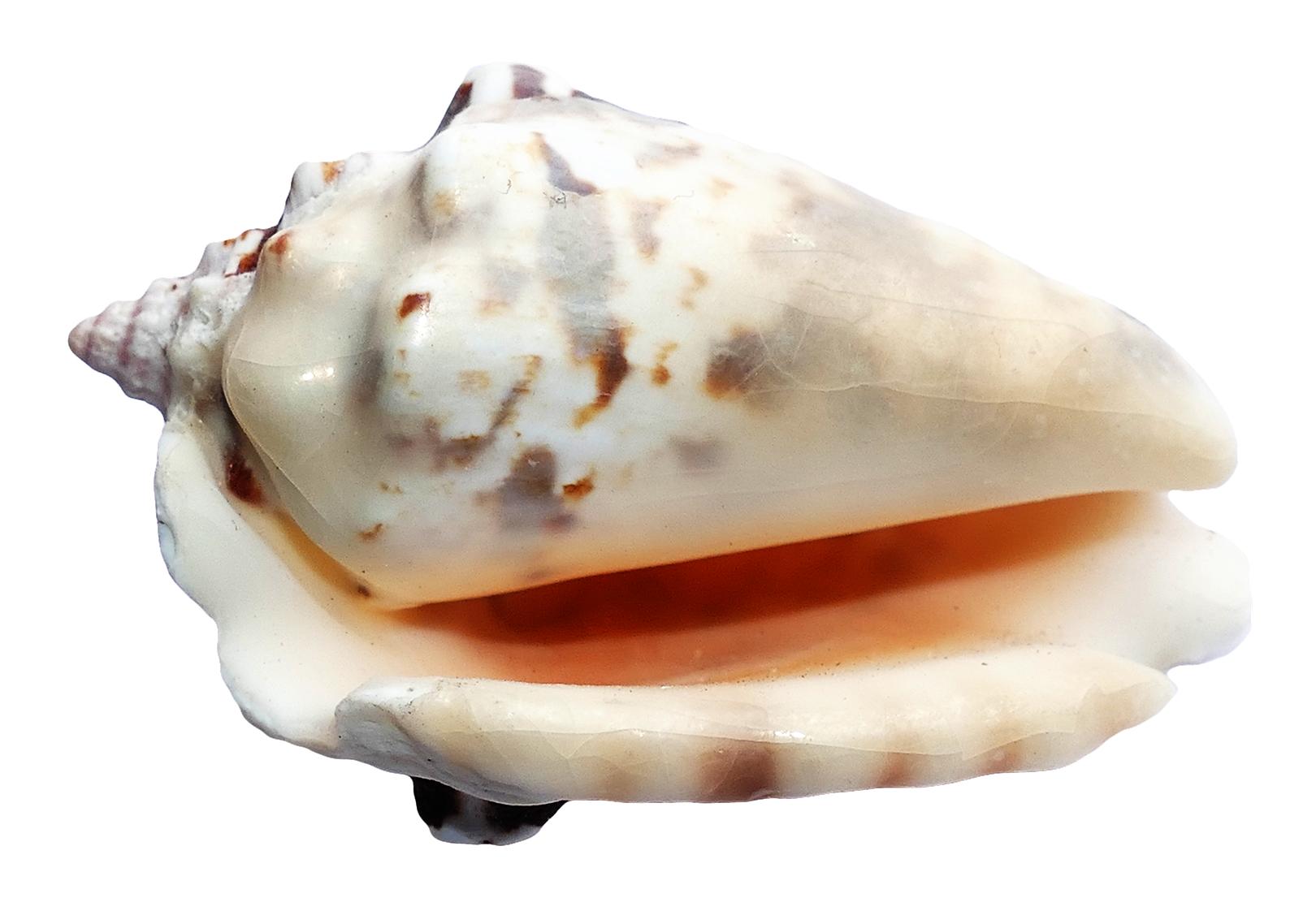 Sea Ocean Shell PNG Image
