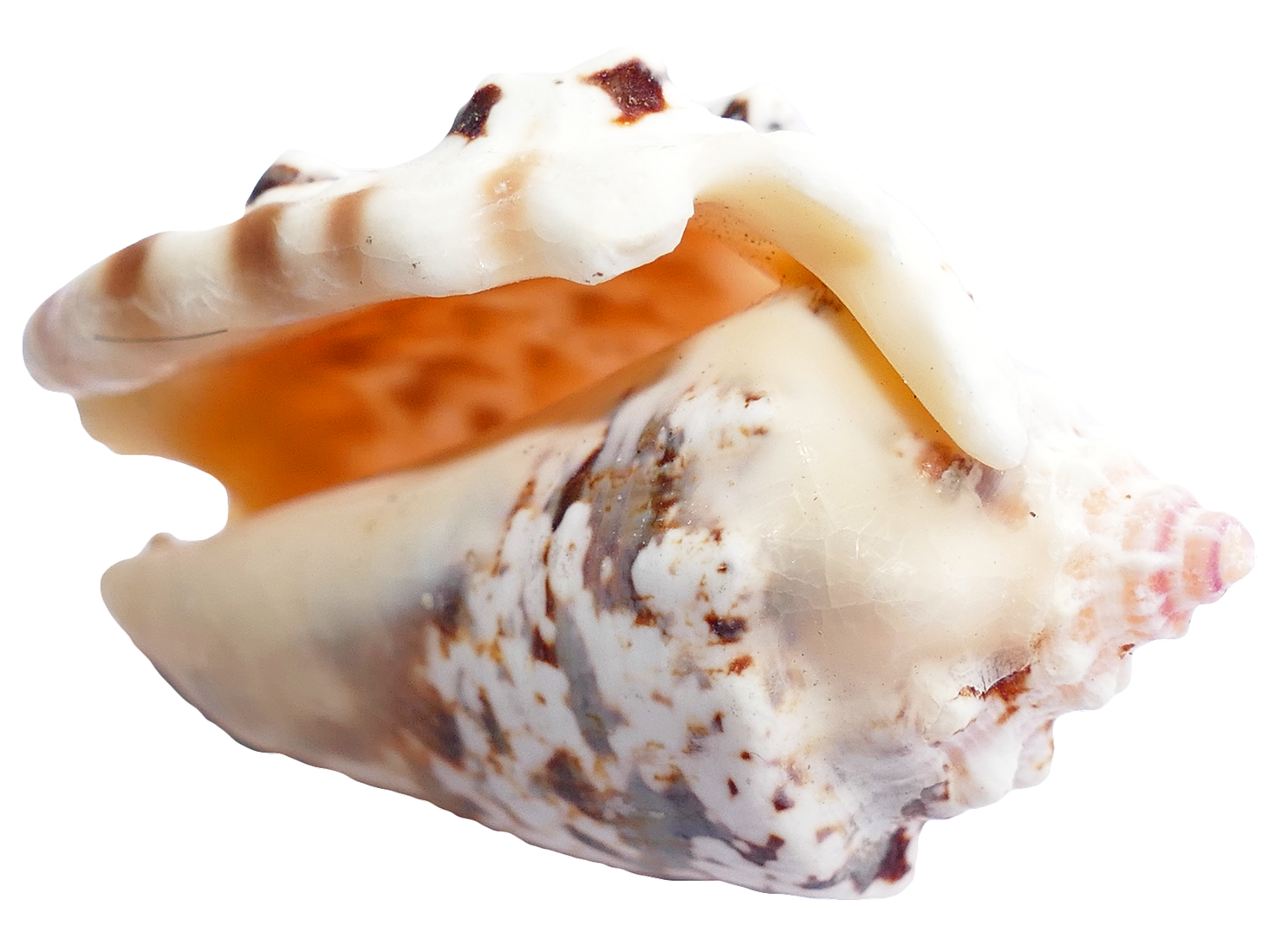 Sea Shell PNG Image