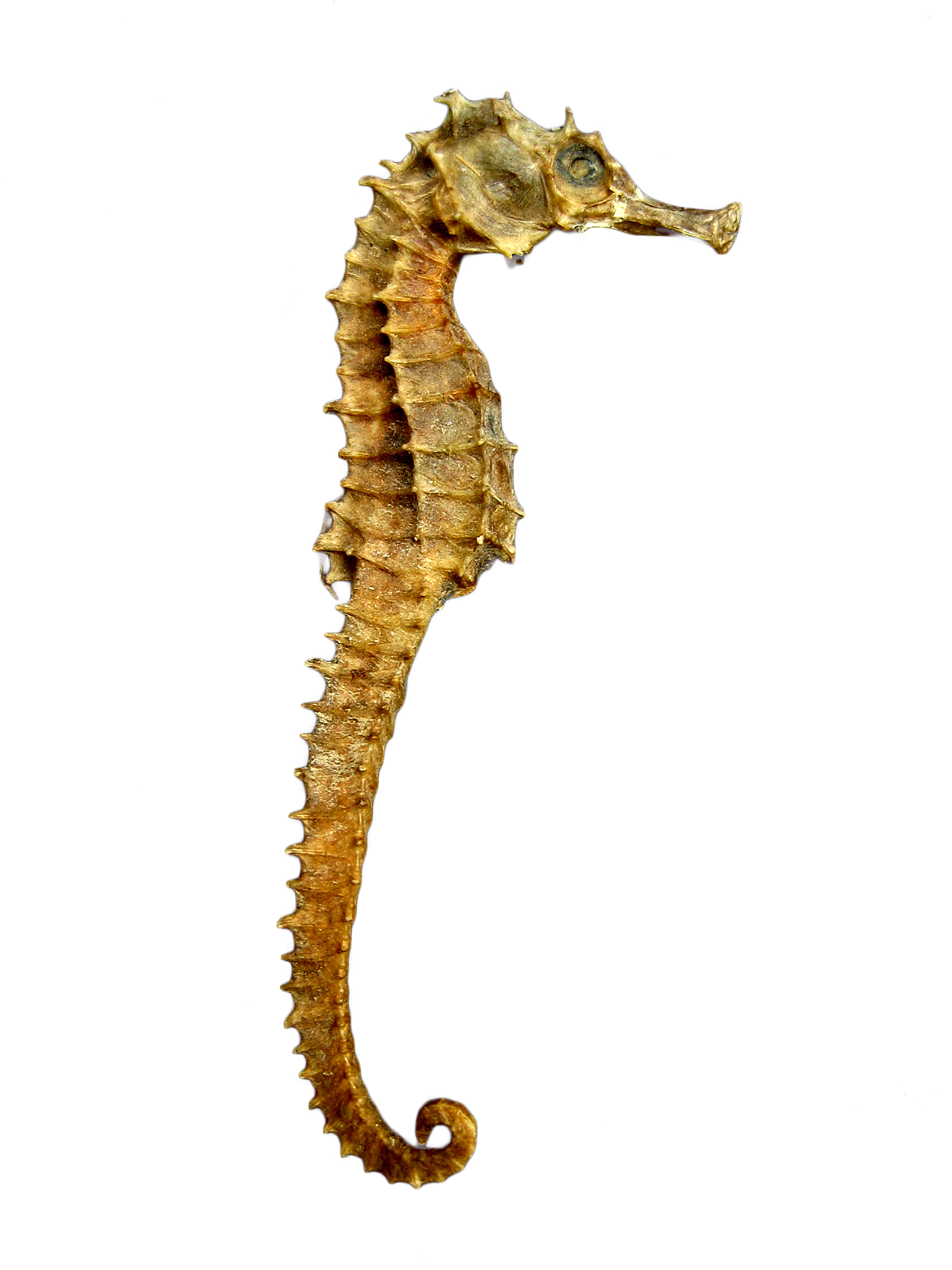 Seahorse Skeleton PNG Image