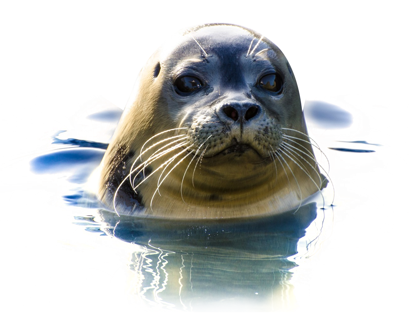 Seal PNG Image