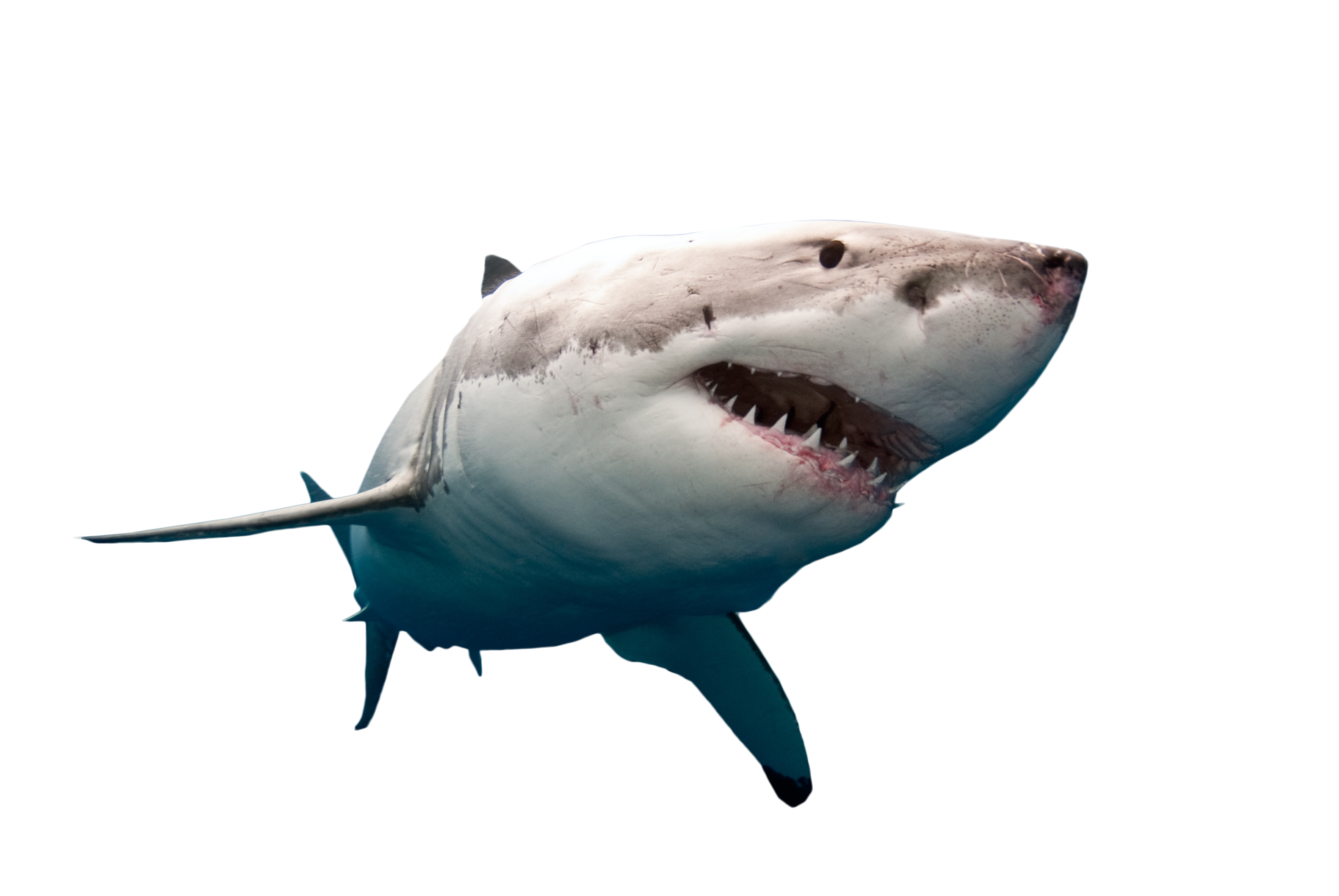 Shark Swimming PNG Image