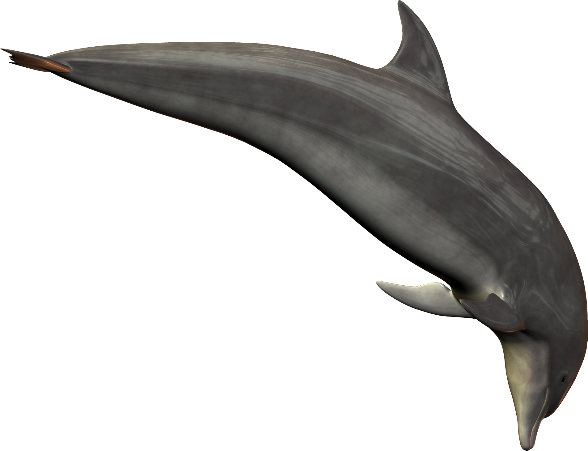 Silver Bottlenose Dolphin Jumping PNG Image