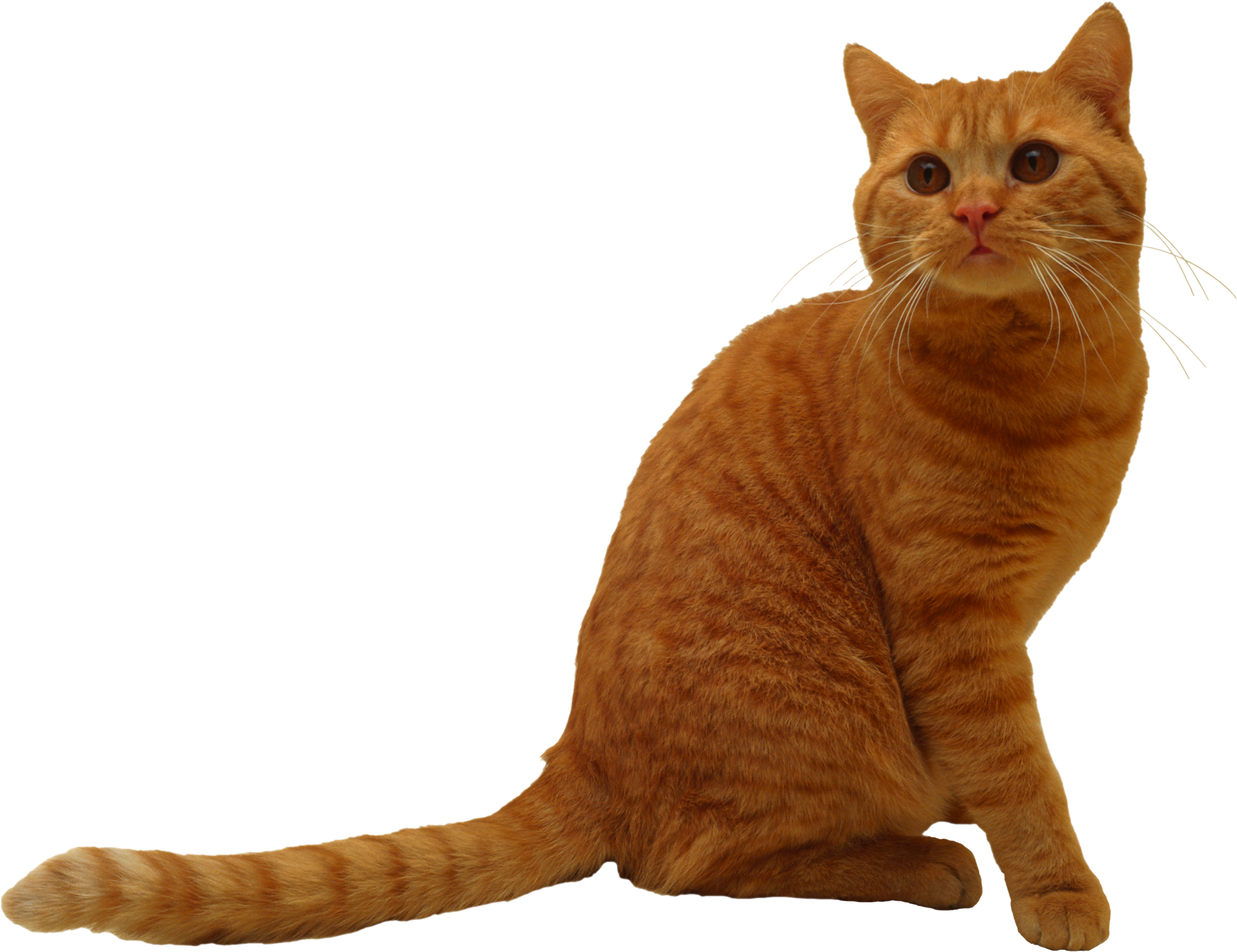 Sitting Cat PNG Image