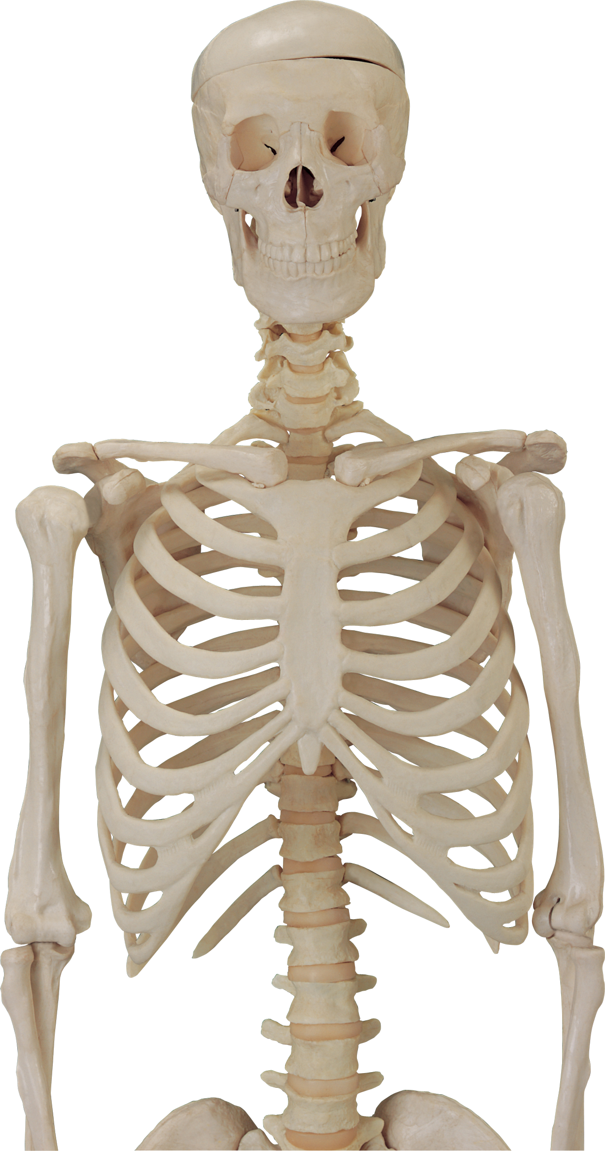 Skeleton, Skull PNG Image