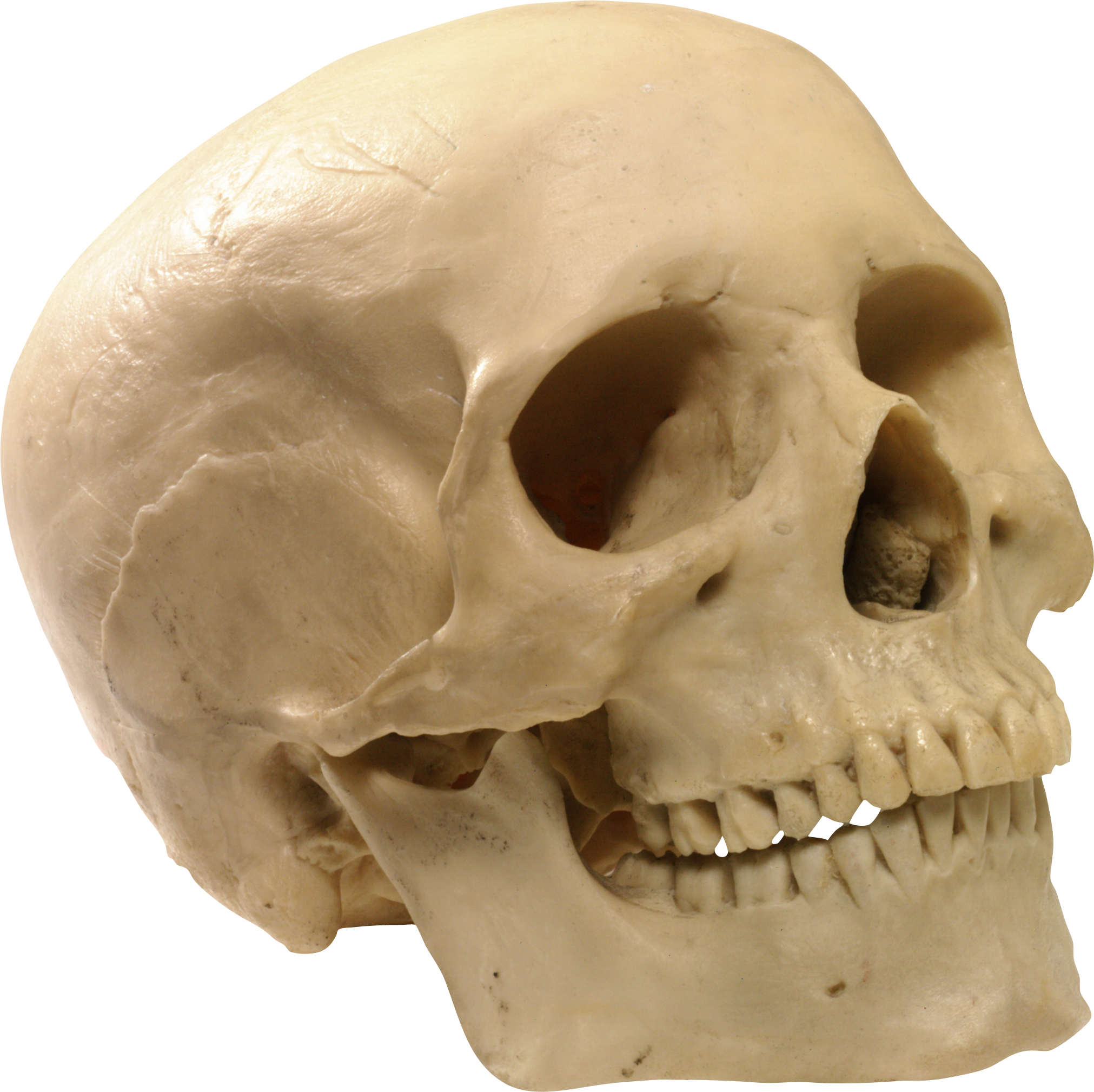 Skeleton, Skull PNG Image
