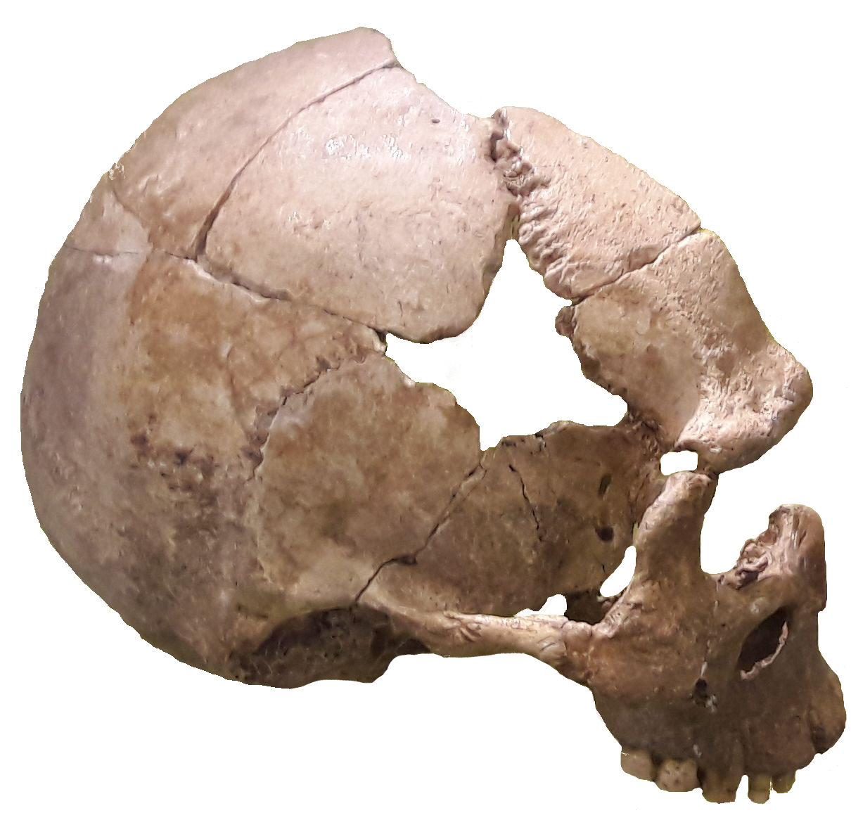 Skull PNG Image