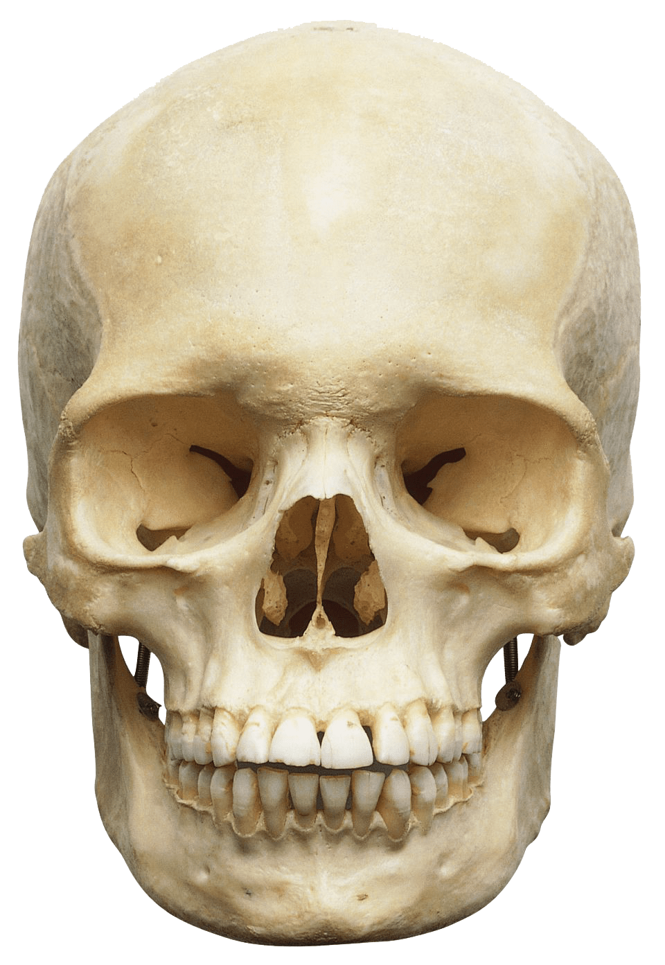 Skull PNG Image