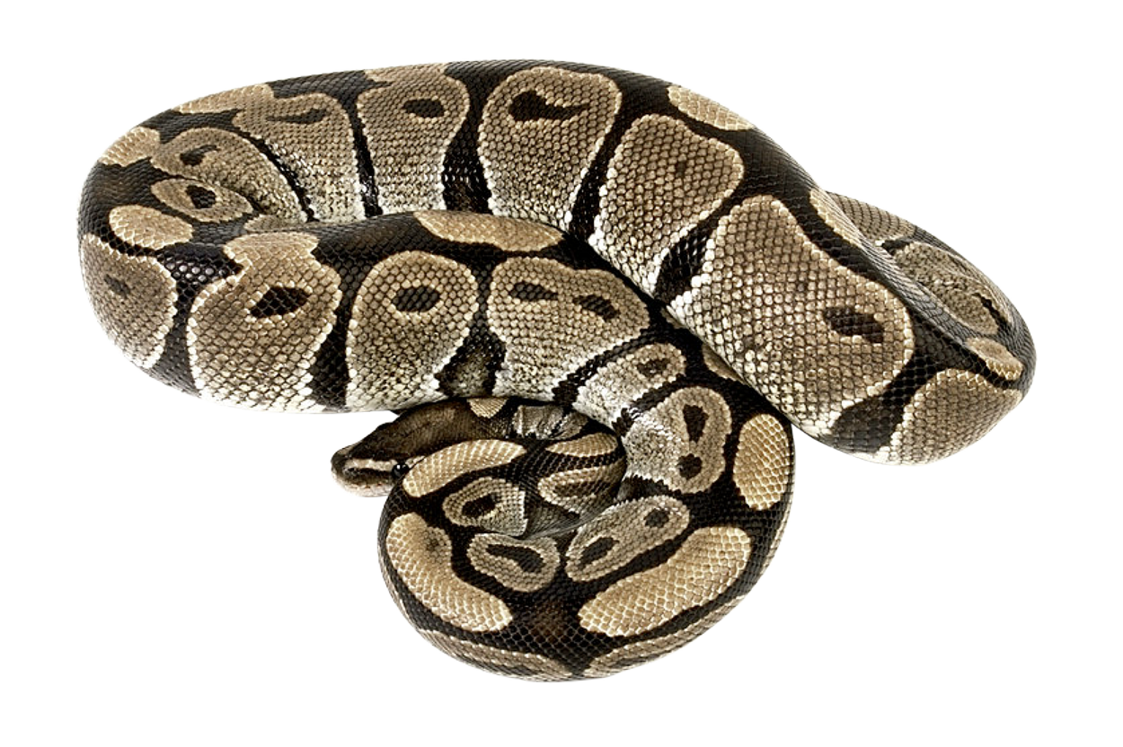 Snake PNG Image