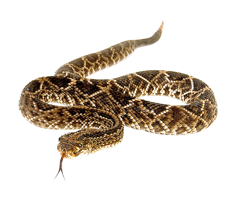 Snake PNG Image