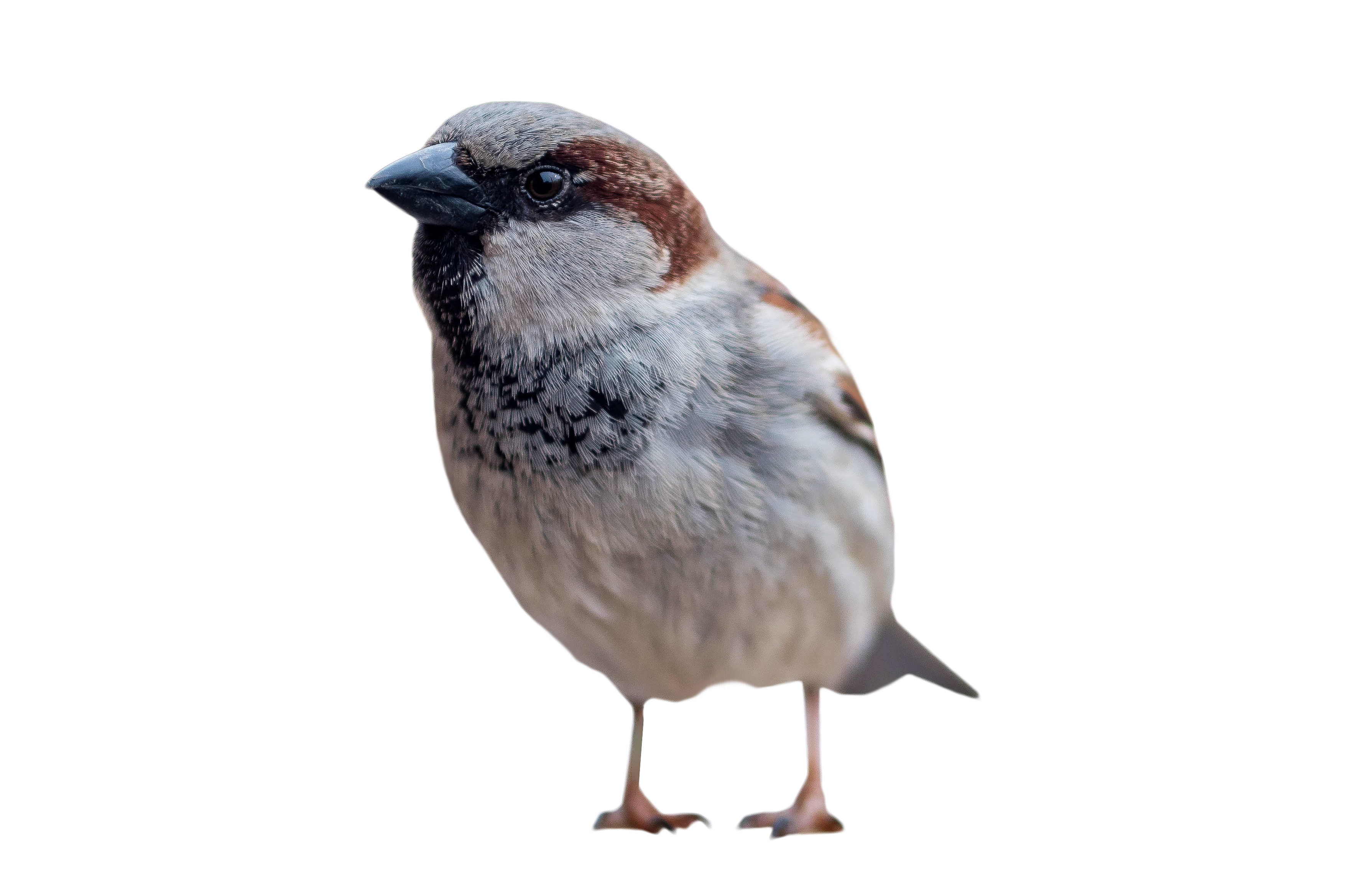 Sparrow Standing PNG Image
