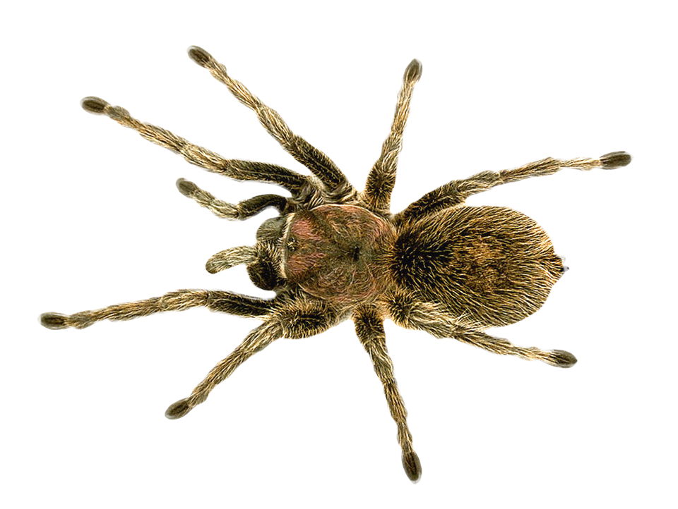 Spider PNG Image