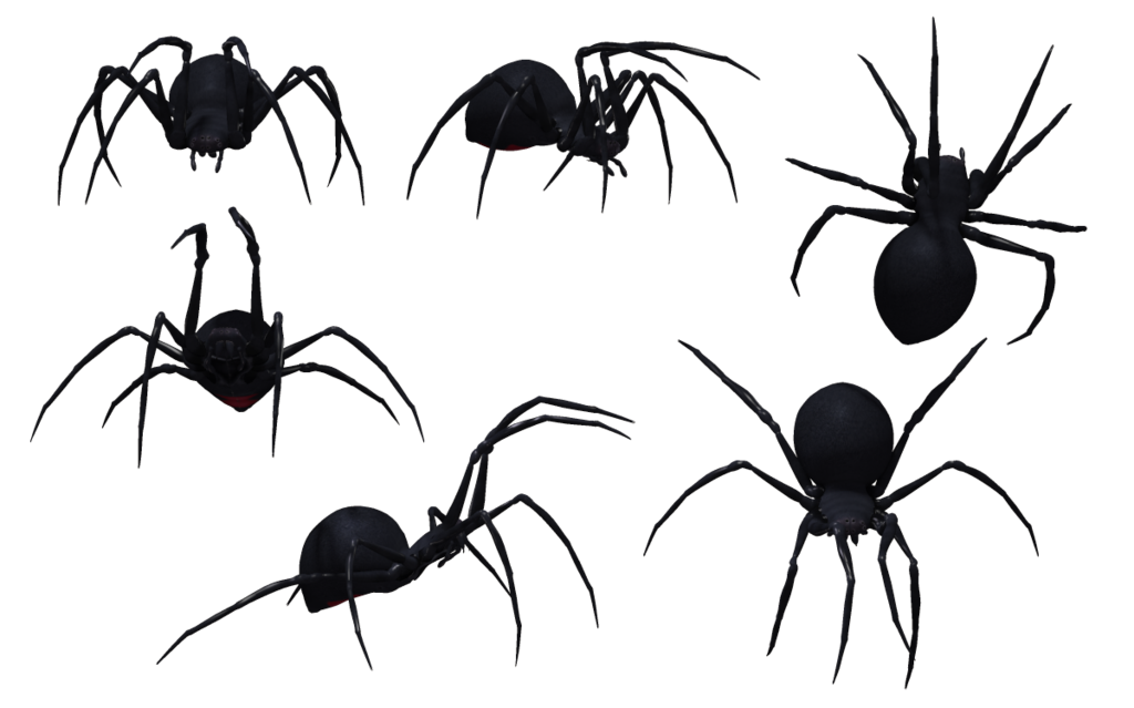 Spider PNG Image