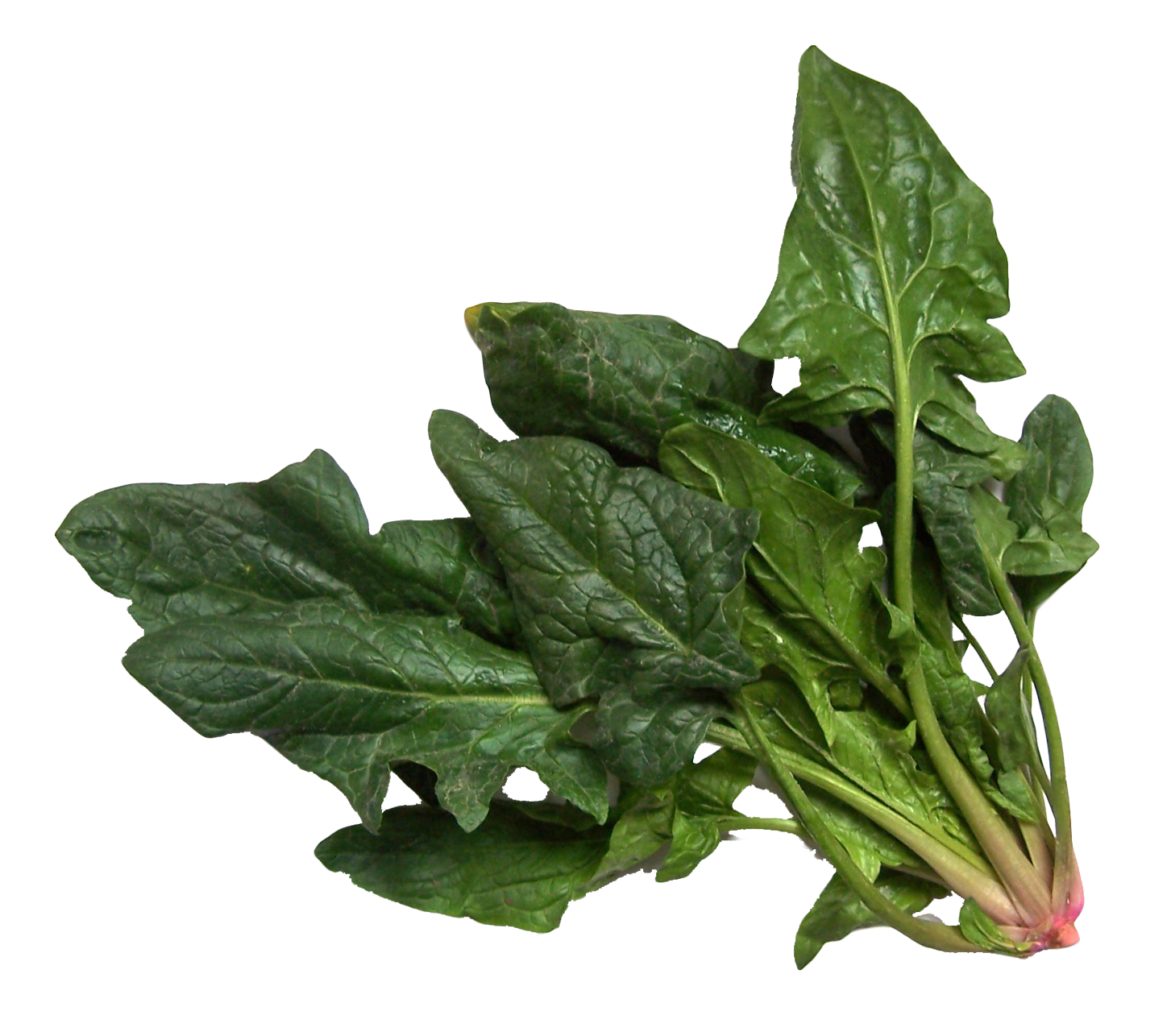 Spinach PNG Image