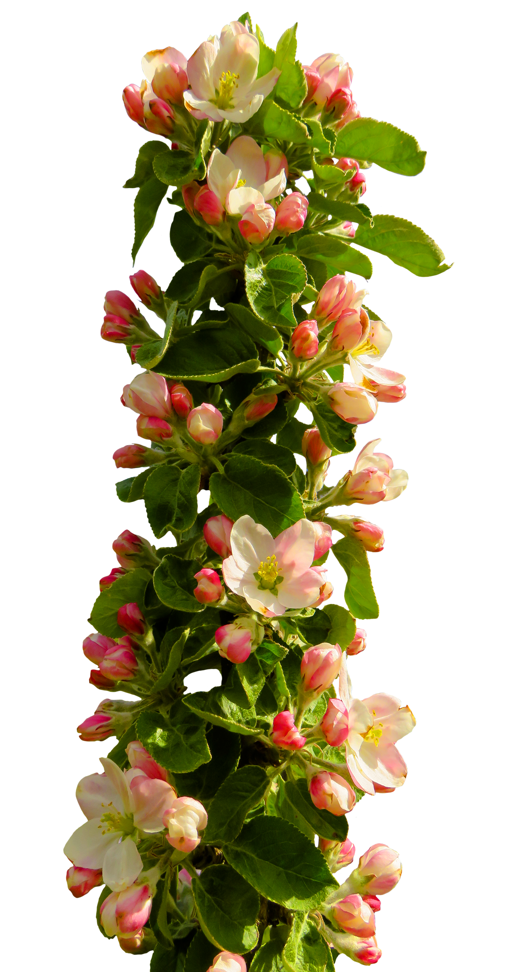 Spring Flower PNG Image