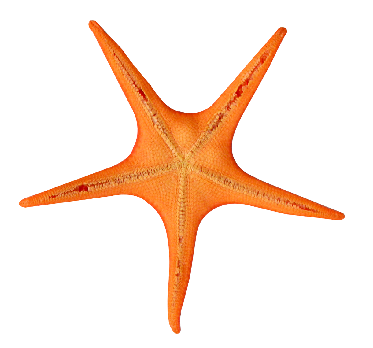 Star Fish PNG Image