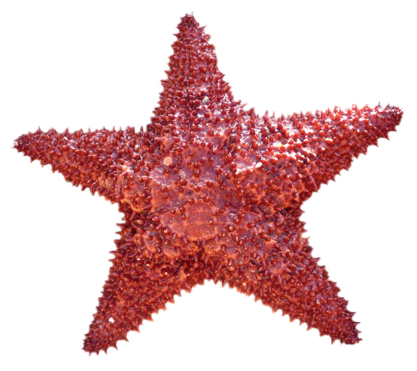Starfish PNG Image