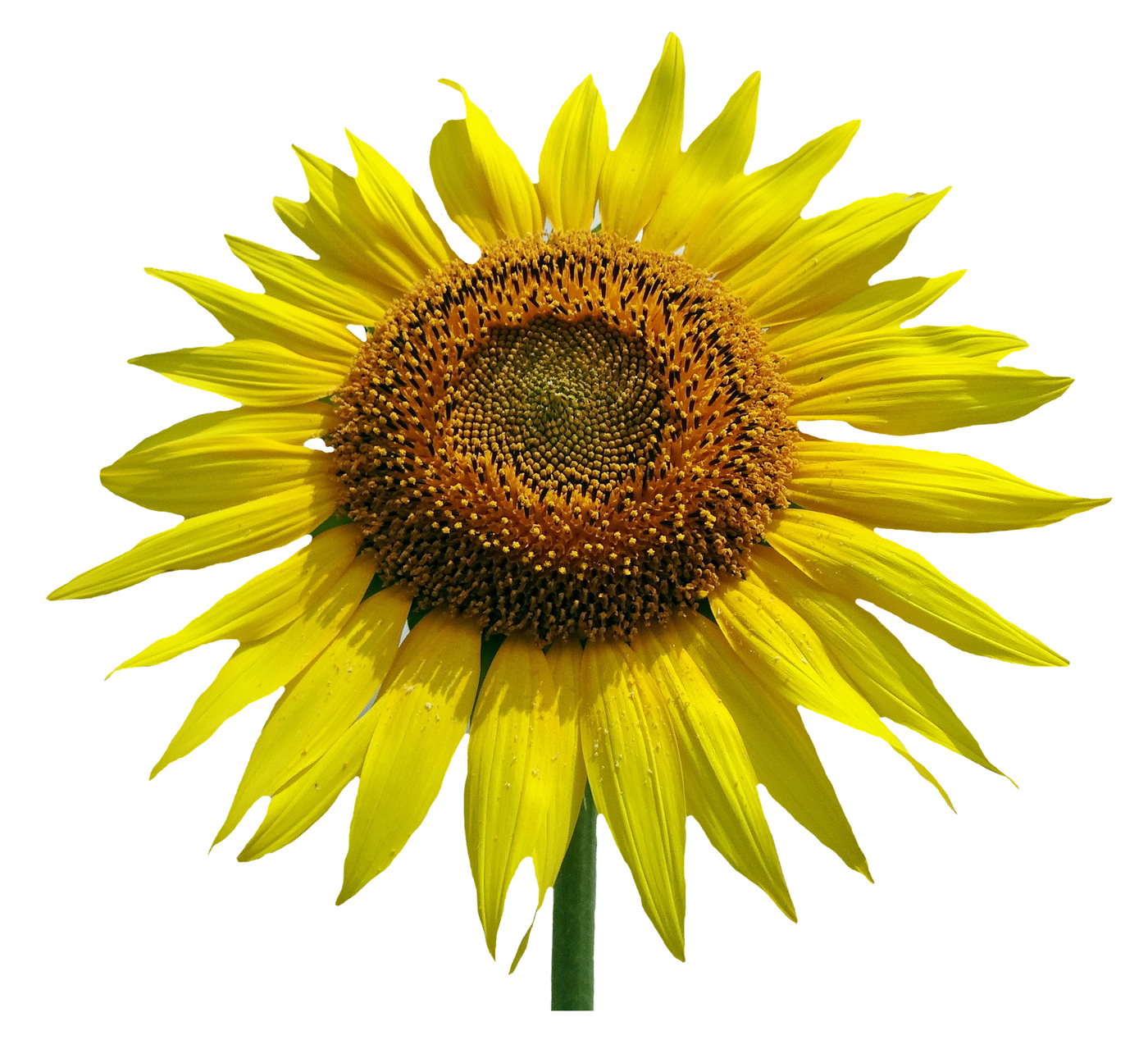 Sunflower Flower PNG Image