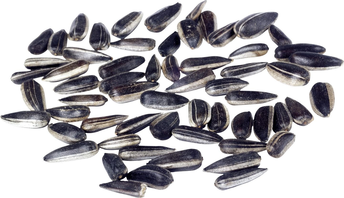 Sunflower Seeds PNG Image