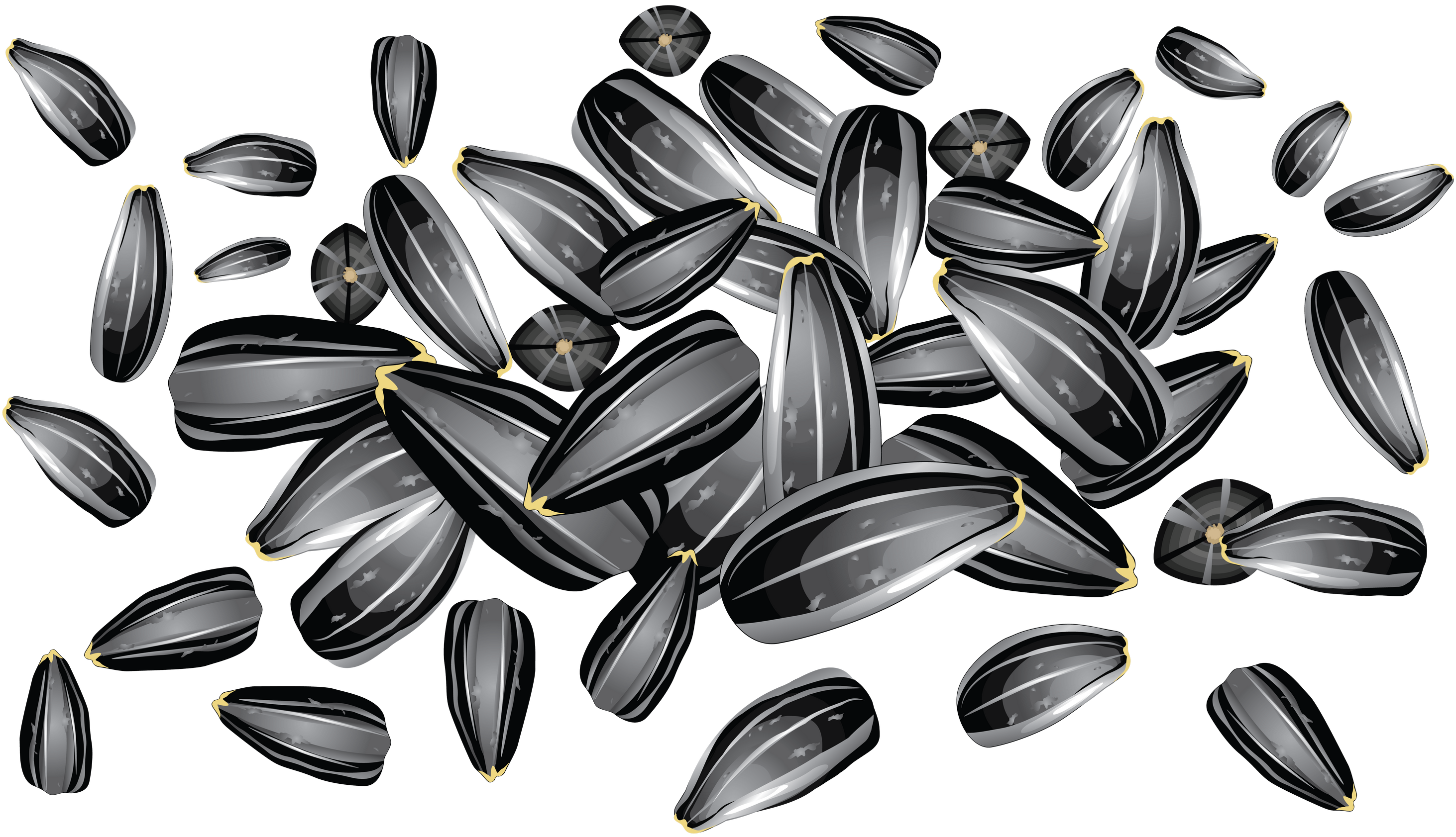 Sunflower Seeds PNG Image for Free Download