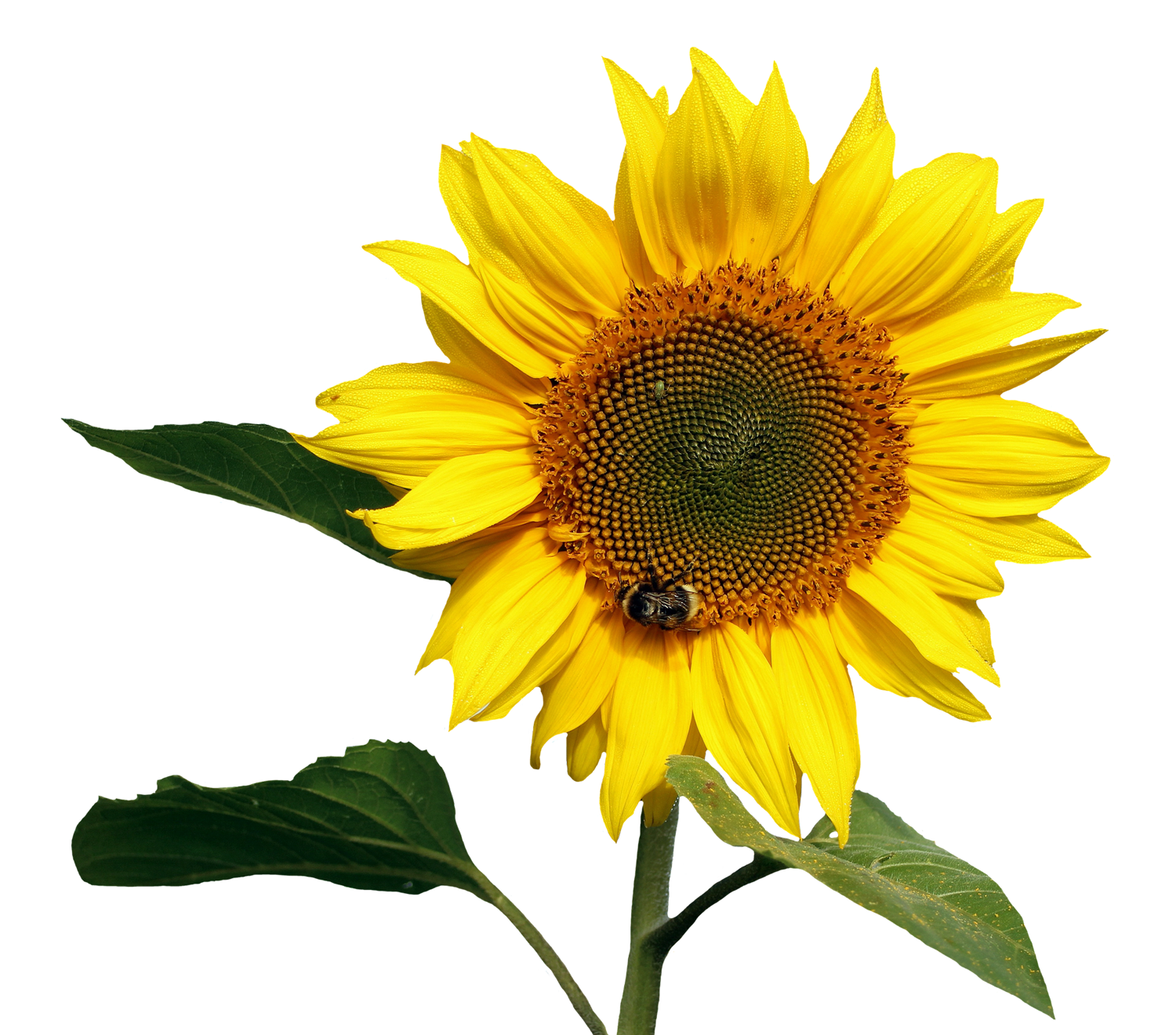 Sunflower Transparent