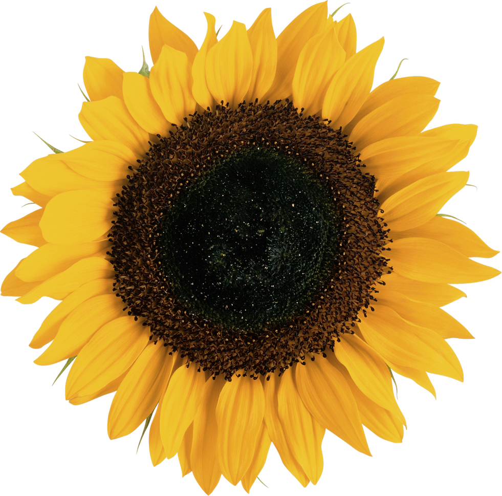 Free Free 263 Clear Background Sunflower Clipart Transparent Transparent Sunflower Border Png SVG PNG EPS DXF File