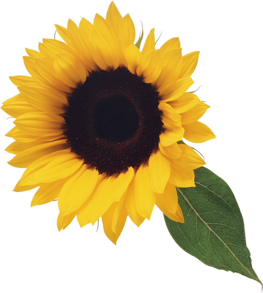 Free Free 236 Clipart Sun Flower Clipart Transparent Background Sunflower Sunflower Png SVG PNG EPS DXF File