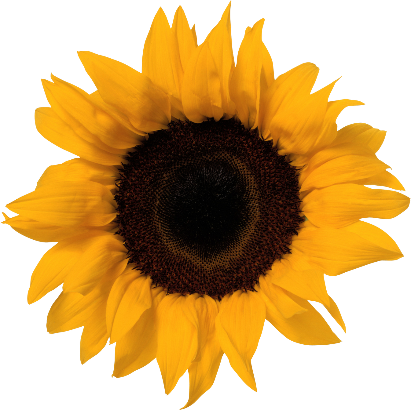 Free Free 124 Sunflower Transparent Svg SVG PNG EPS DXF File