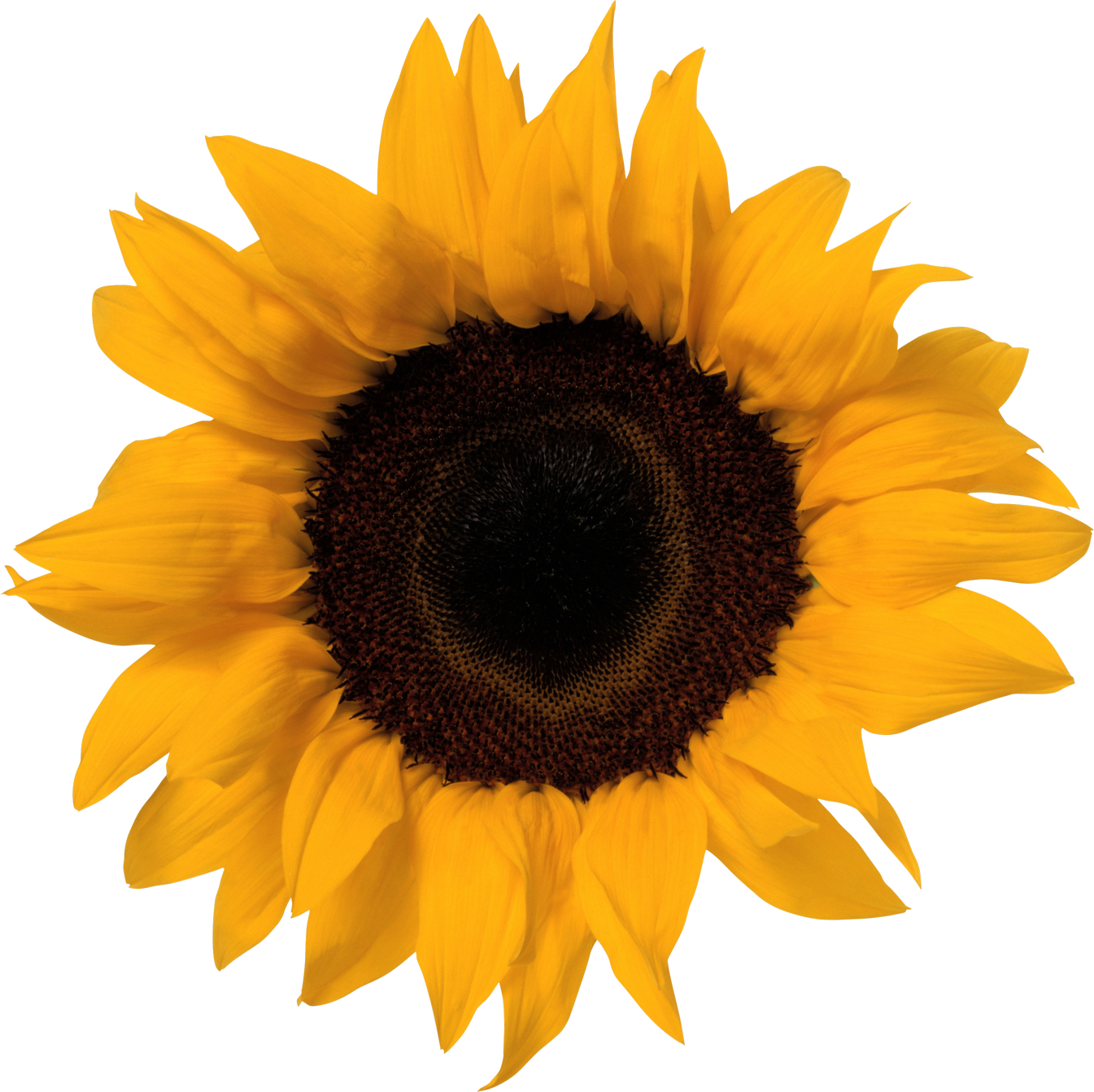 Free Free 221 Clipart Sunflower Png Free SVG PNG EPS DXF File