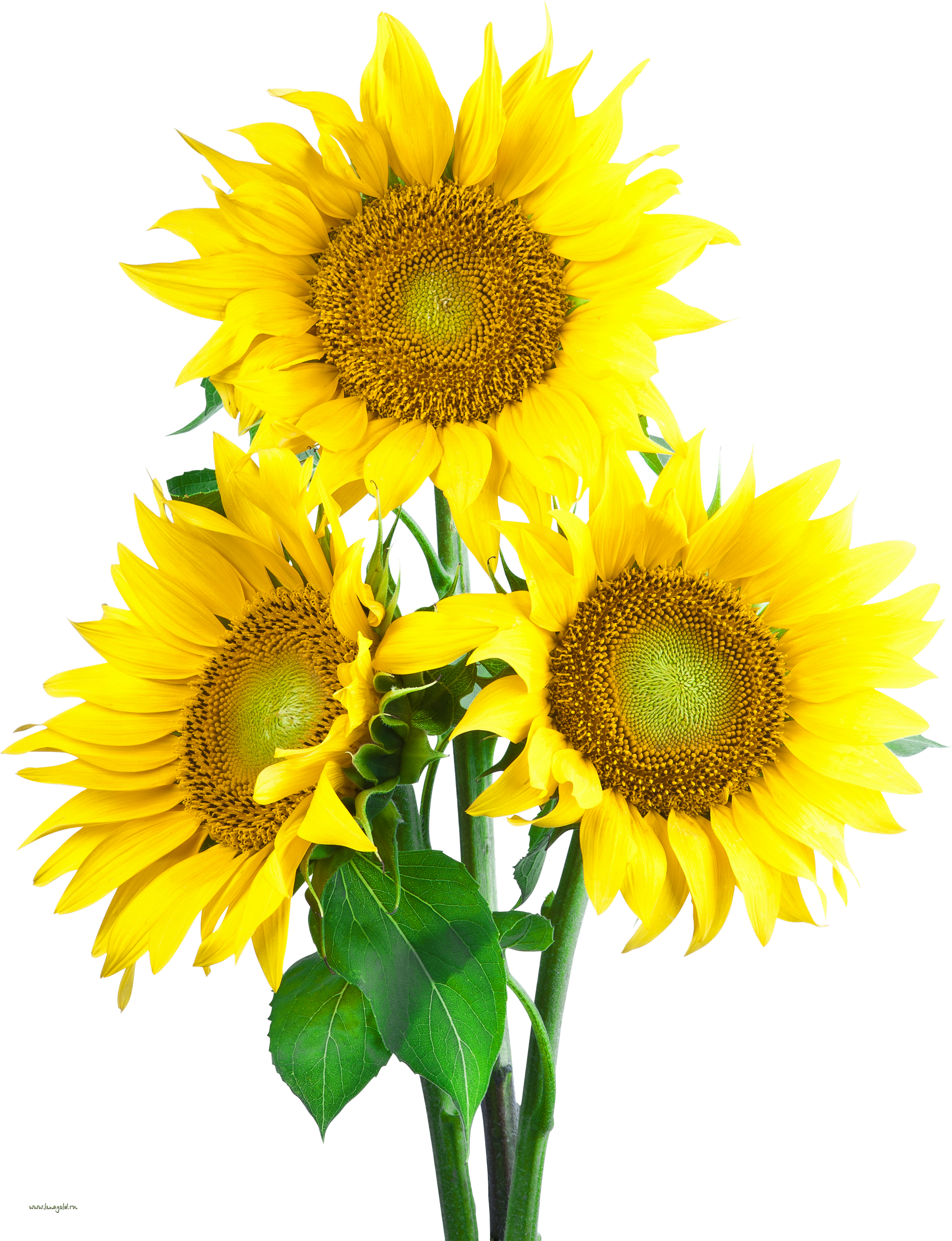 Free Free 166 Clipart Sunflower Jpg SVG PNG EPS DXF File