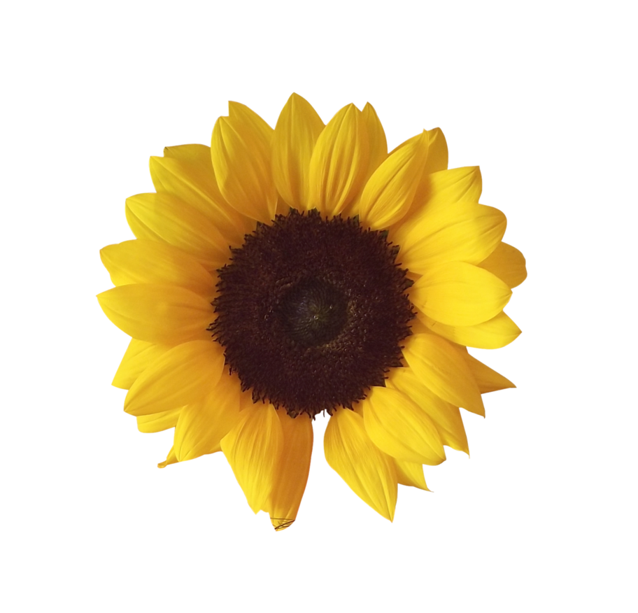 free PNG image without any background is about sunflower, sunflower plant, sunflowe...