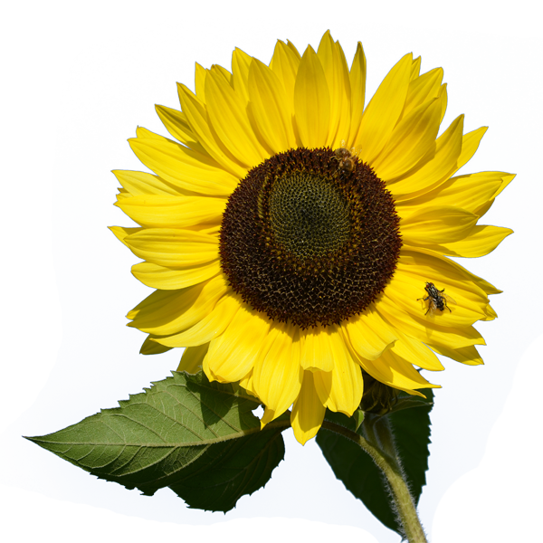 Free Free 157 Transparent Background Sunflower Clipart Sunflower Png SVG PNG EPS DXF File