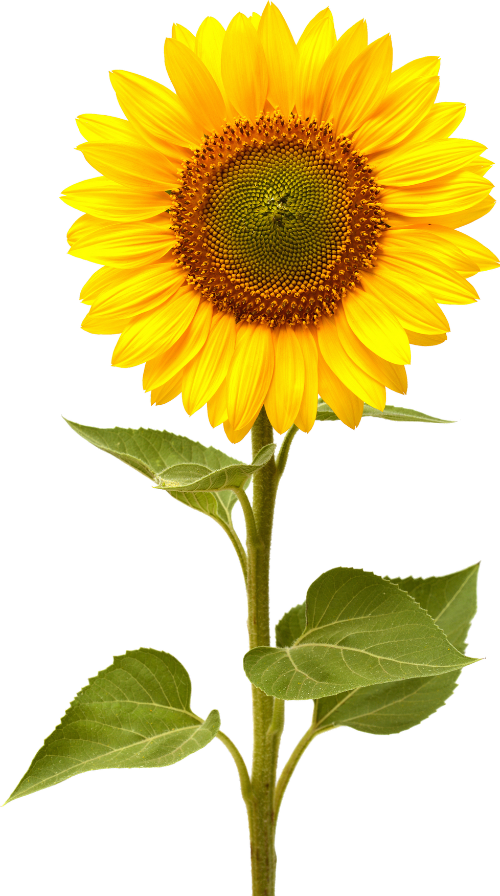 Sunflower PNG Image