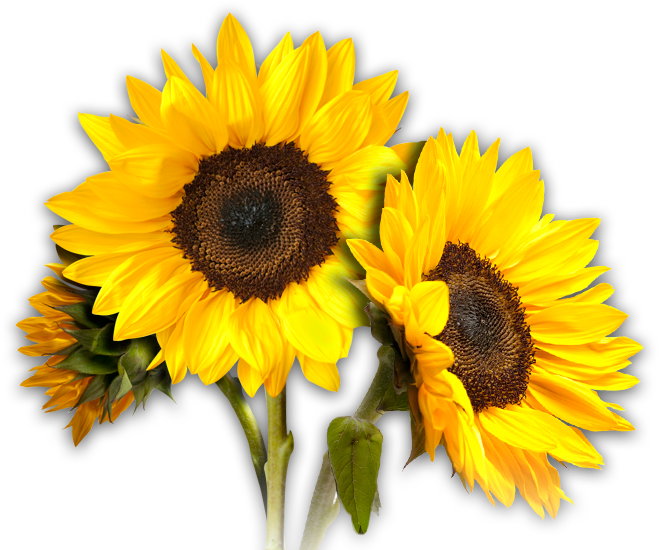 Sunflower PNG Image - PurePNG | Free transparent CC0 PNG ...